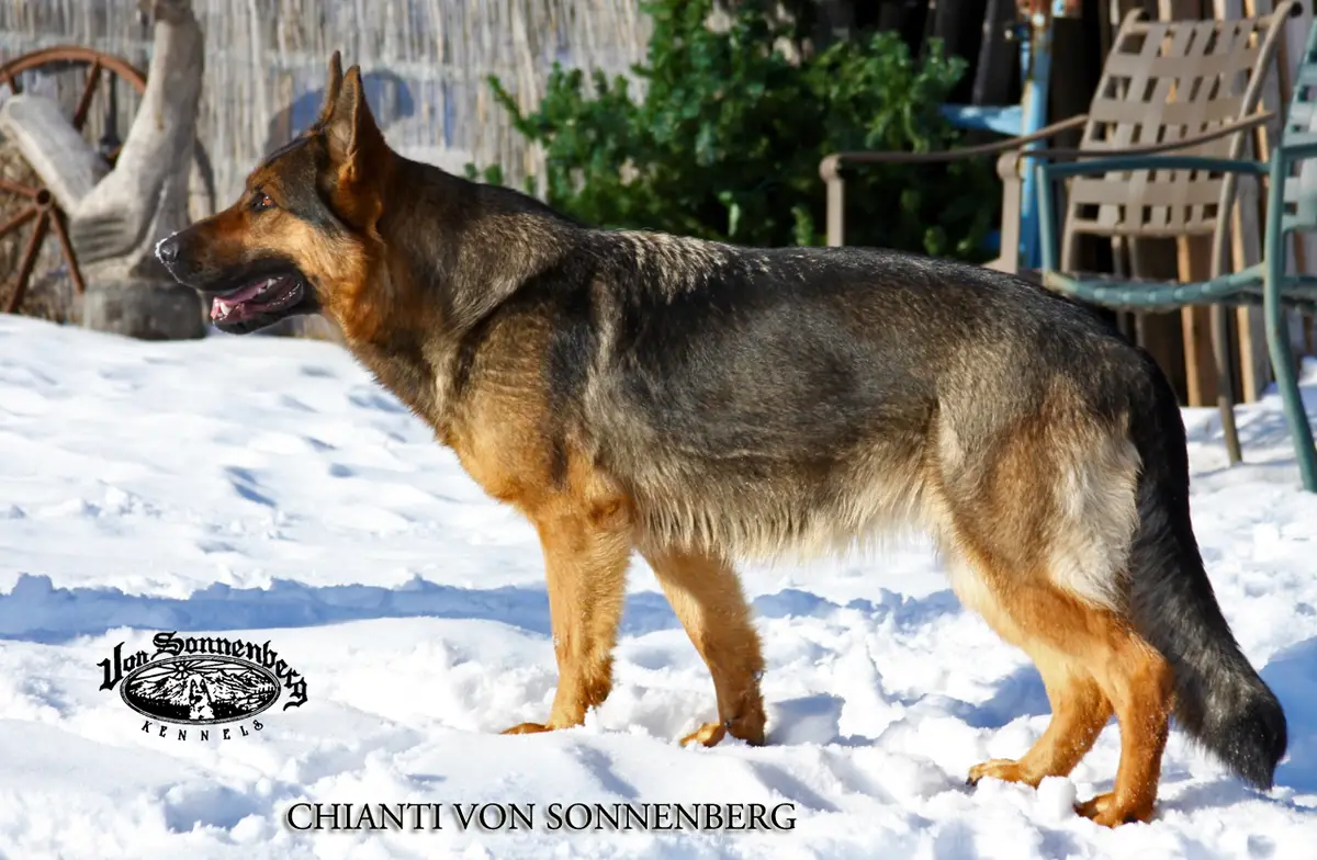 Chianti von Sonnenberg