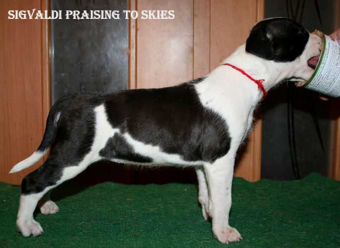 Sigvaldi Praising to Skies