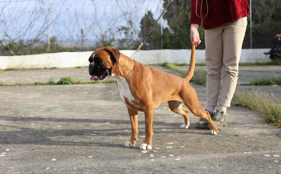 Ultra Ukranian Bel-canto