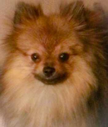 Pom Adore Chances are I'll Steal Your Heart