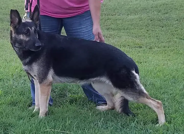 Sunny vom Presley Haus