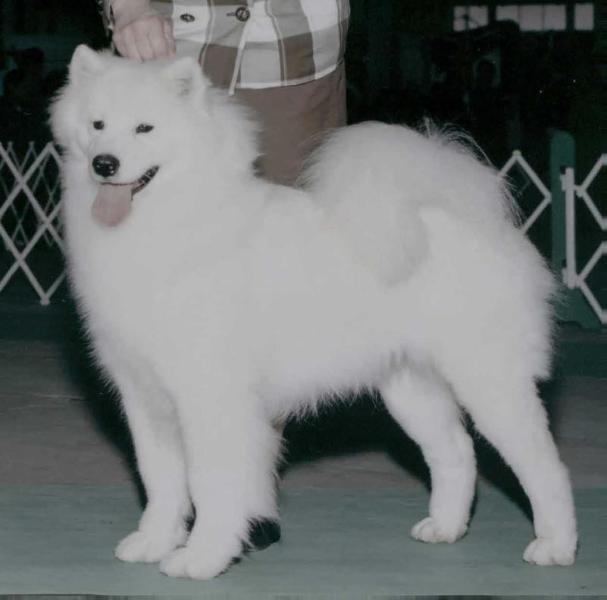 CH Rexann's I Candee