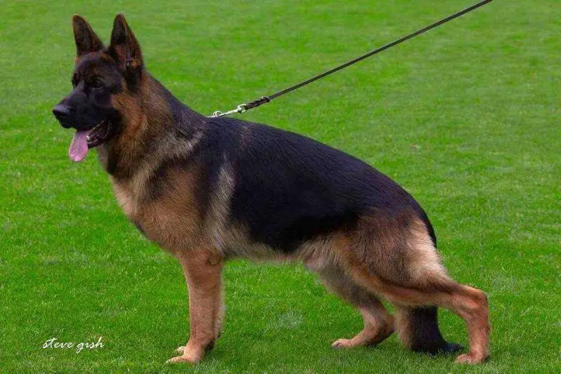 SG7 BSZS 2017 (Jhklr) Perry Vom Team Panoniansee