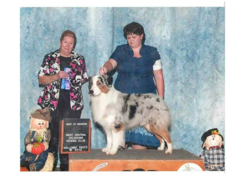 AKC CH XSells Black N Blue