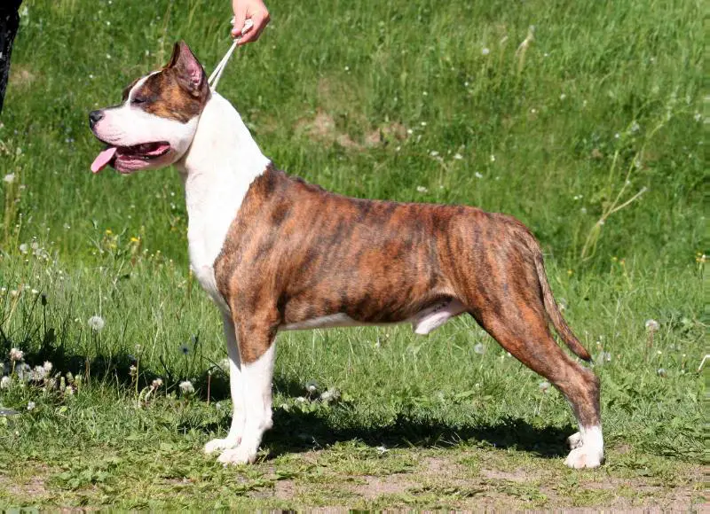 Golden Falcon Don Corleone