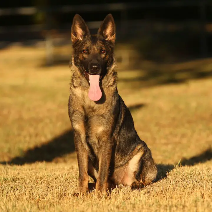 Adsila de Casa Silva