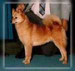 CH Inua's Foxy Lacy of Icecaps