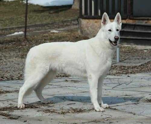 Baby White Angel Pett's Wolf