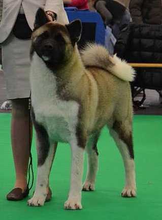 BPIS, BPISS GER/DT/VDH CH Dynamic Force Gimme Gimme Gimme