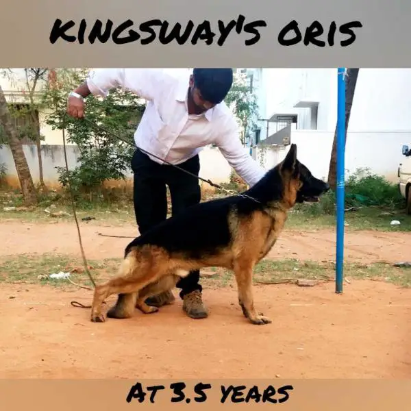 Kingsway's Oris