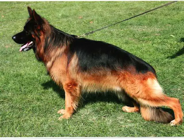 Liego des Collines du Boischaut