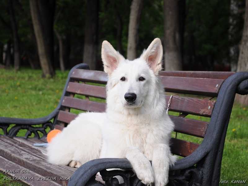 Aknur Gul Polyarnaya Zvezda Rika