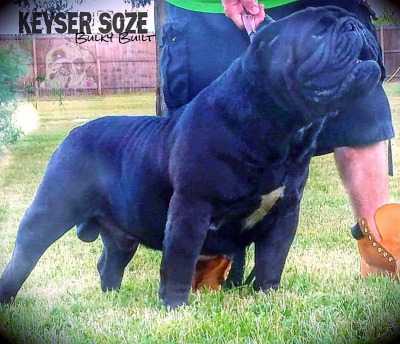 Bulky Built's Keyser Soze