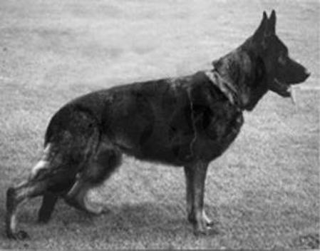 SG Kessy von der Ambi