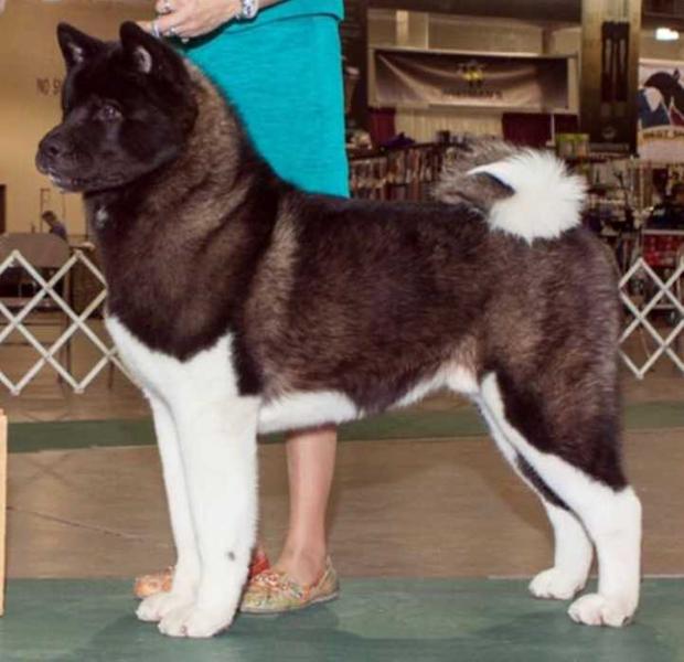 BISS AKC GCH, CAN CH Okami's Consider It Done