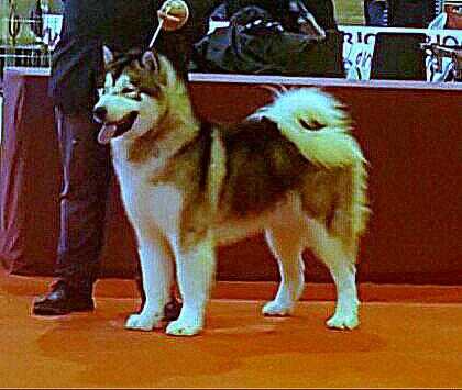 SPA JCH WOLF-GRAY B IKUN