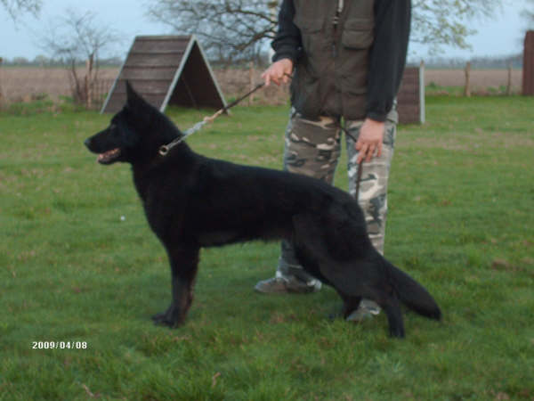 SG Cassie Vom Kranich's Hof