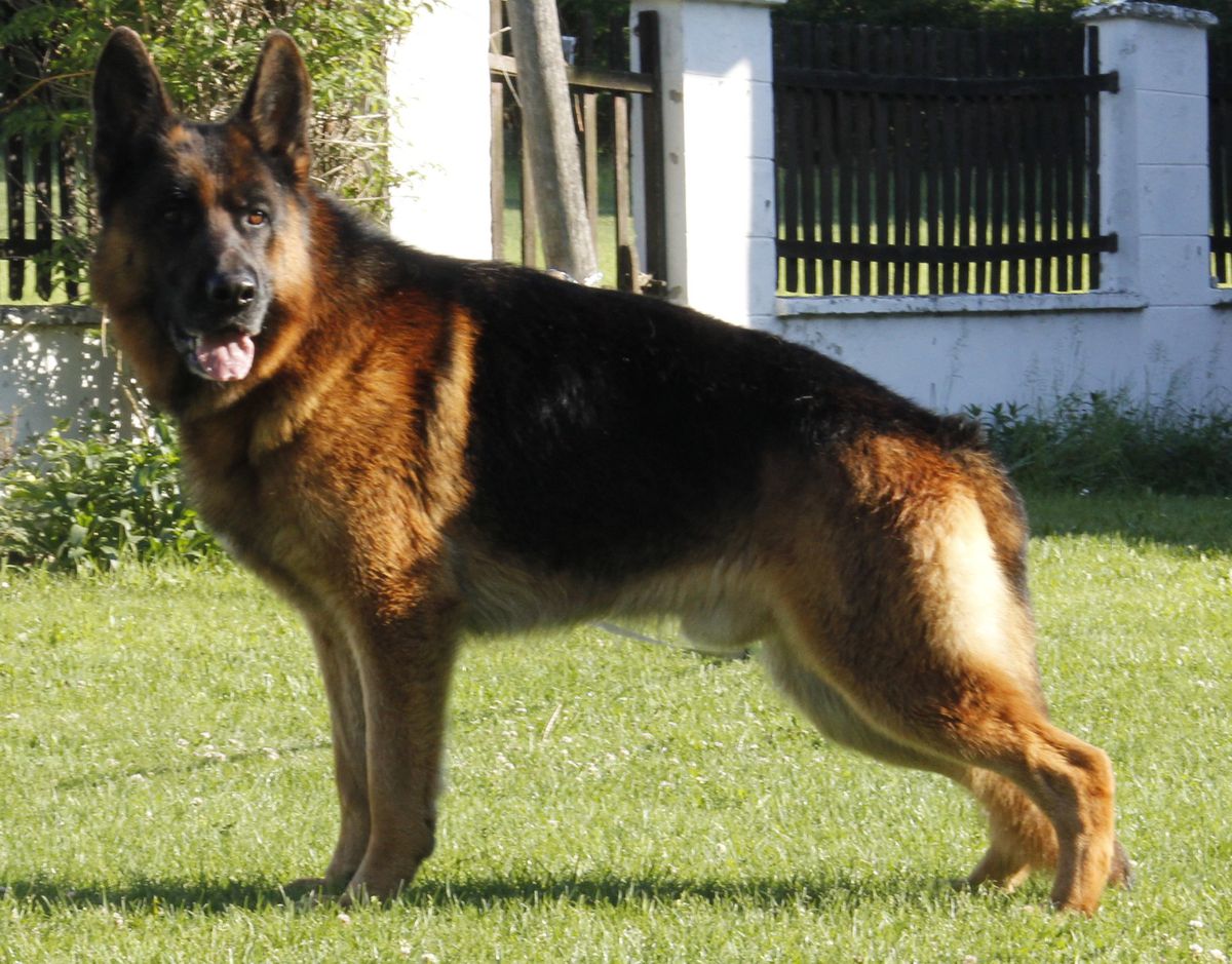 SG Haus vom Team Panoniansee