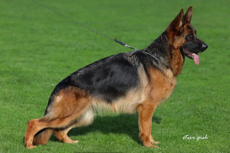 VA1 PAK Sieger Show 2022 Ninja vom Lärchenhain