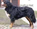 CH, GR CH Teodor Sennenhund Rossii