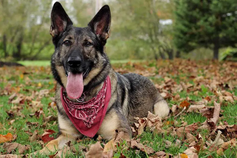 Brava von den Sturmfalken