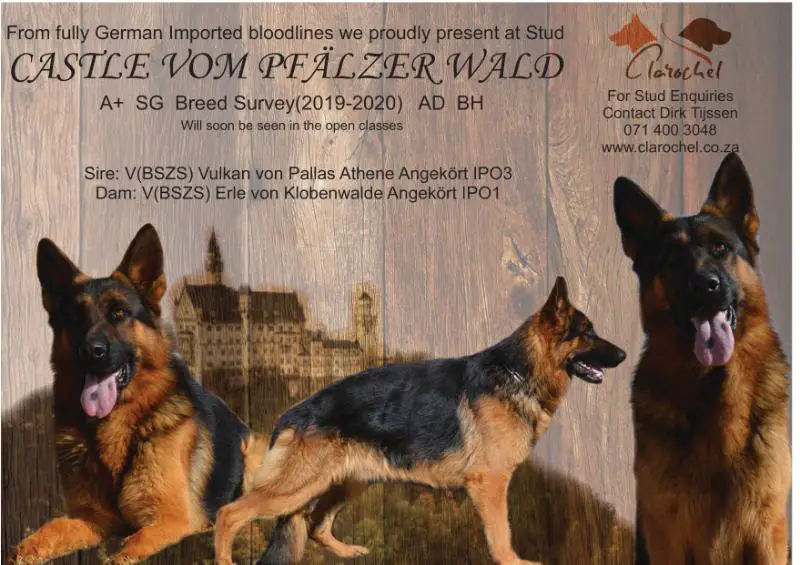 SG Castle vom Pfälzer Wald