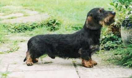 AM CH/ UK CH/ Can CH Drakesleat Spaghetti Junction