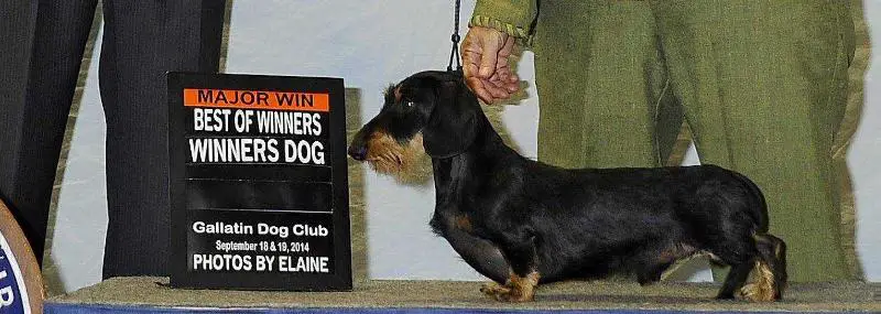 CH Doxieville's Ezekiel The Watchman MW