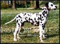 Ebony 101 Dalmatiner