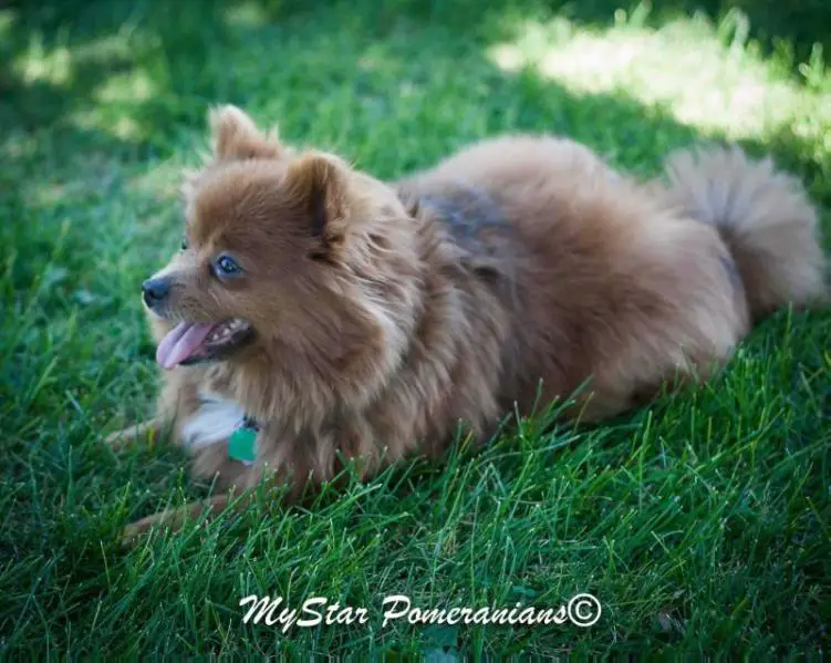 Siri'Little jersey Star