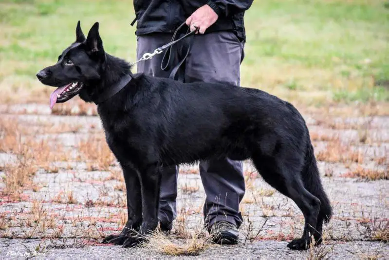 Zeppelin Von Oudemolen