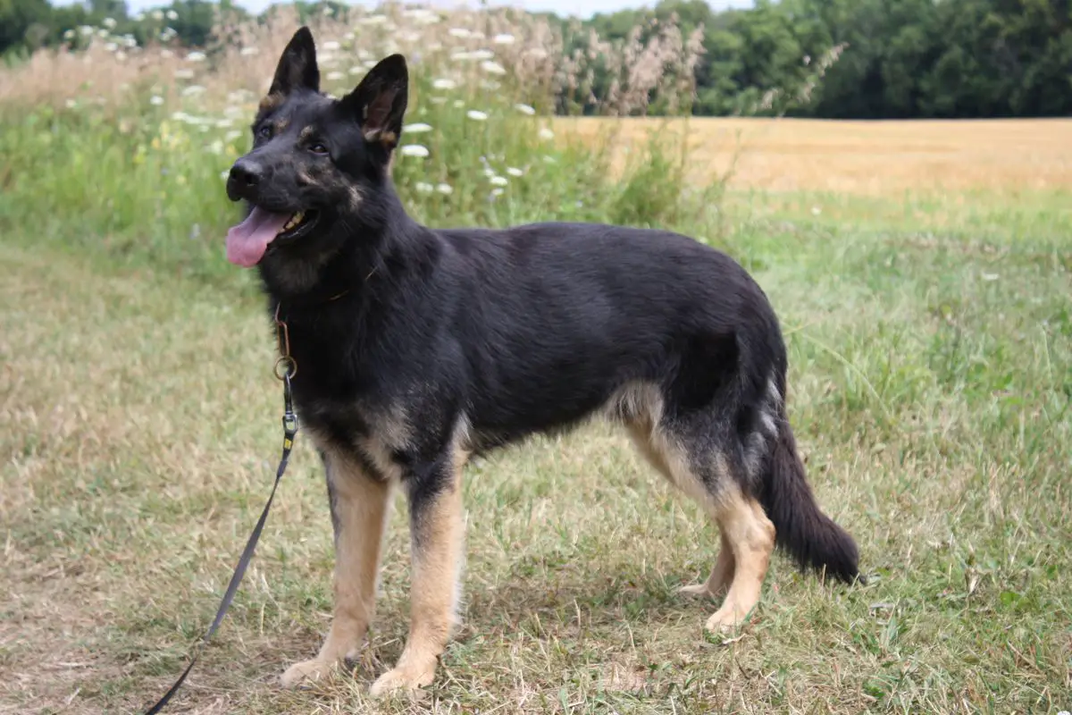 Ritter Vom Windy Ridge