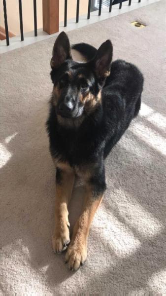 Maverick Von Kane