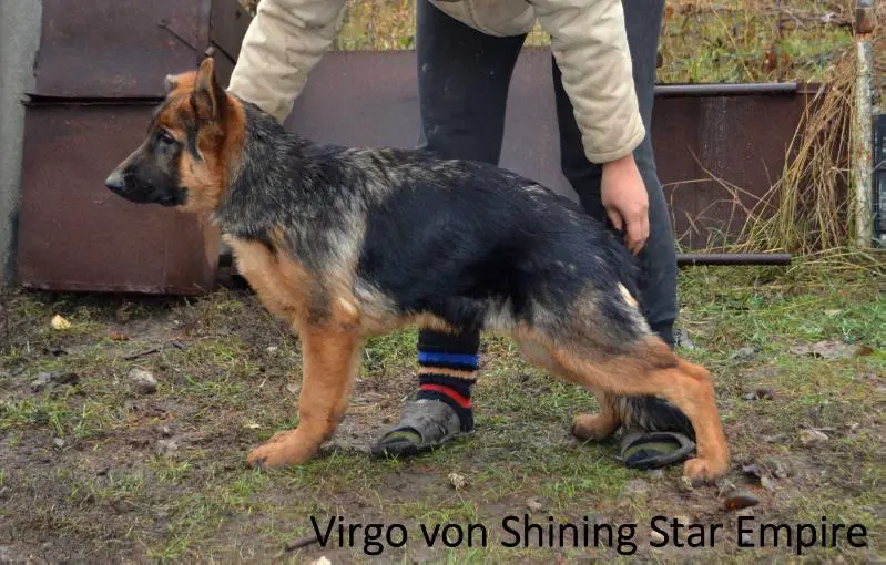 Virgo von Shining Star Empire