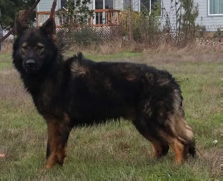 Dex Von Sico Schwarz Haus