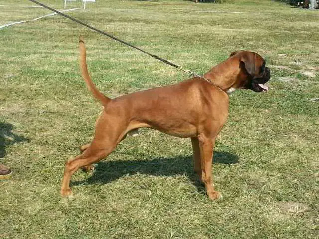 Gangula von der Burg Singidunum