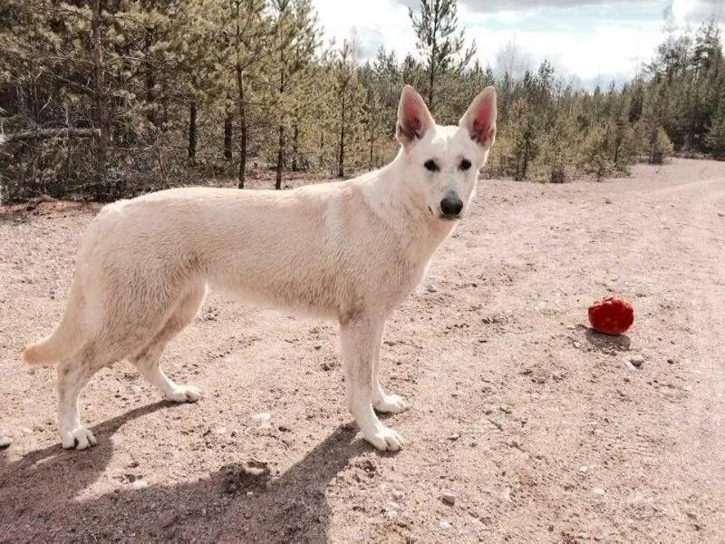 Kustom Karake's Rebel Rebel