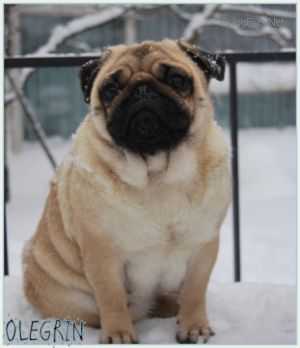 Chubby Cheeks Zvezda Plenitelnogo Schastia