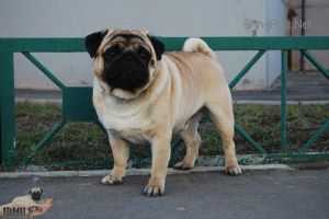 Jrmile Faberge Shedevr Dlja Tatiany