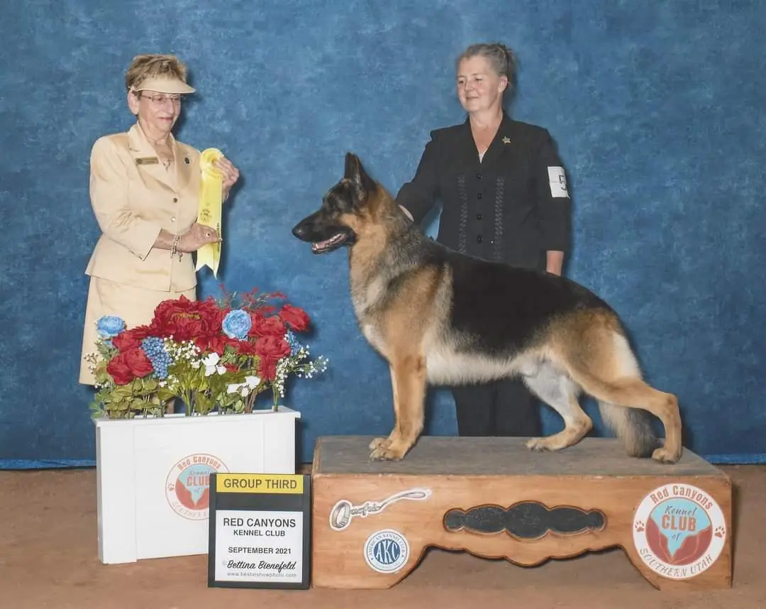 2021 #19 GSD, 2021 #1 NOHS GSD, MRBISOH MGP AOE SelEx GCHB BergTal's Give Peace A Tri