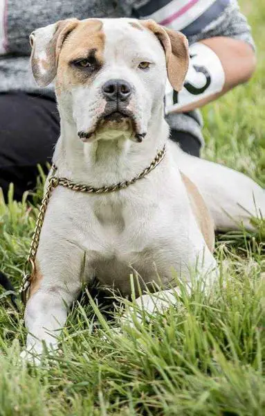 Havellandbulls Caisy