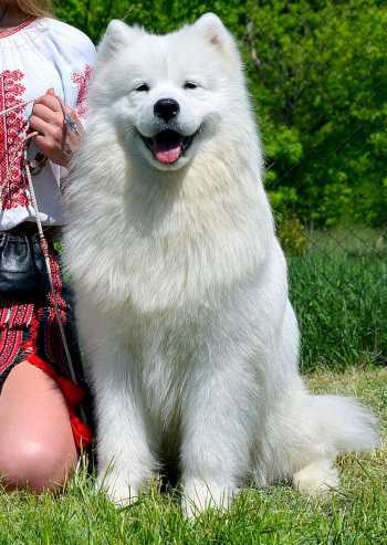 Yoshi samoyed sales