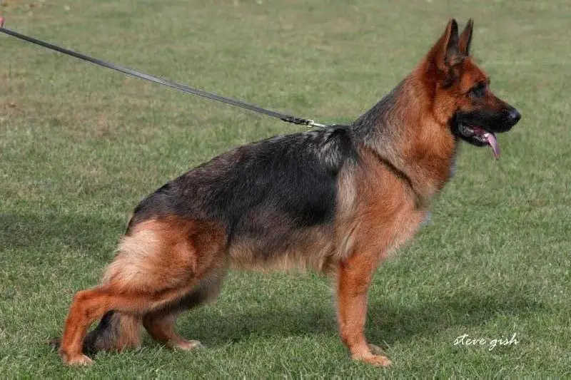 SG9 BSZS CH Maika du Rhinland