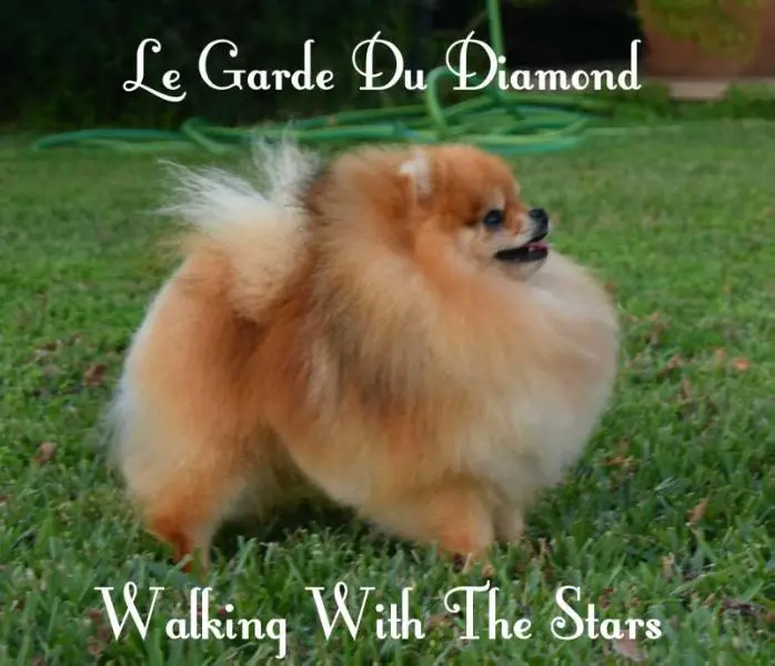 RUSS. CH. Le Garde Du Diamond Walking With The Stars