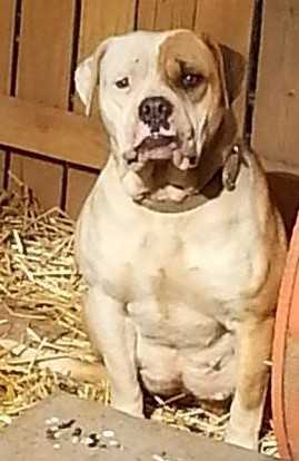 THC'S DYNAMITE DIXIE