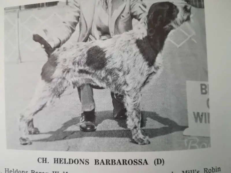 HELDONS BARBAROSSA