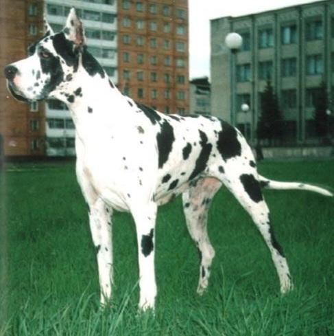 InterCH (FCI), CH Rus, CH RKF, CACIB, R.CACIB, CAC, Teily (Shipova)