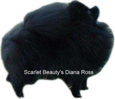 Scarlet Beautys Diana Ross