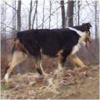 Stormy Lee's Bit Of Countrywoods