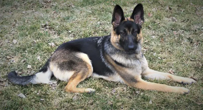 Roxy DeLisi of Lutzhaus